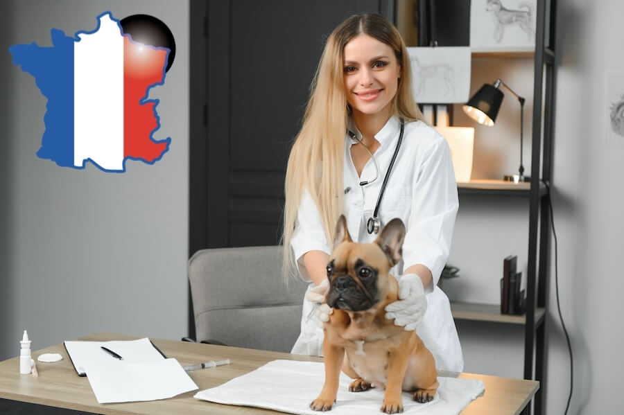 freepik.com: medicine-pet-care-people-concept-close-up-french-bulldog-dog-veterinarian-doctor-hand-vet-clinic